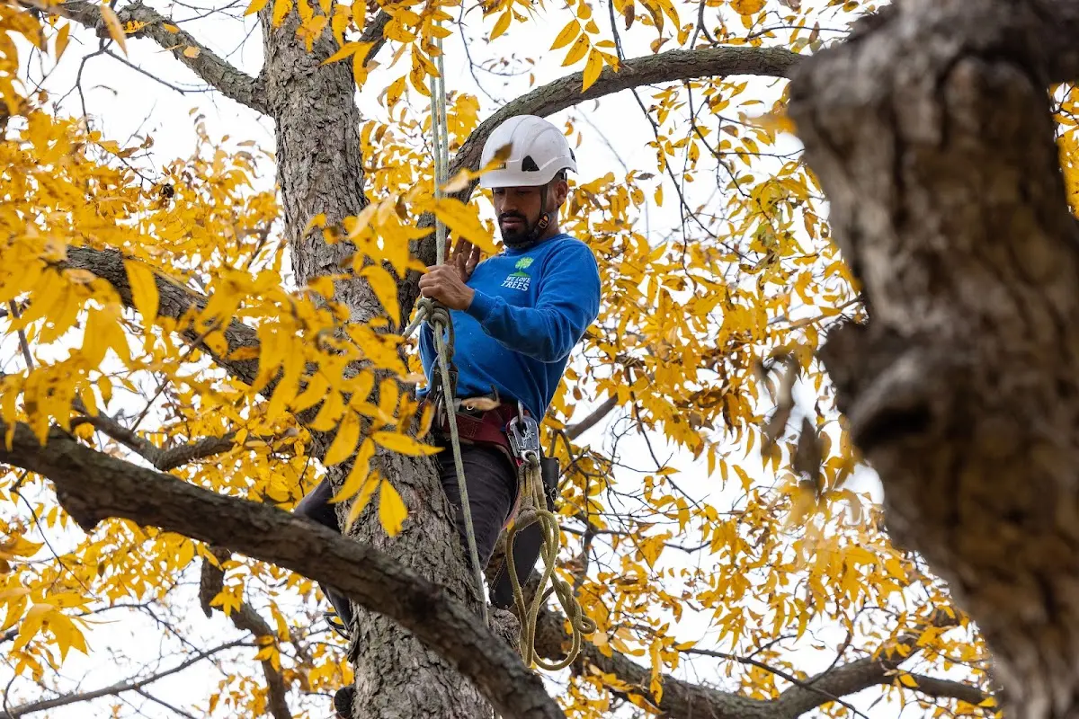 Skilled Tree Planting crew working in Lakeville